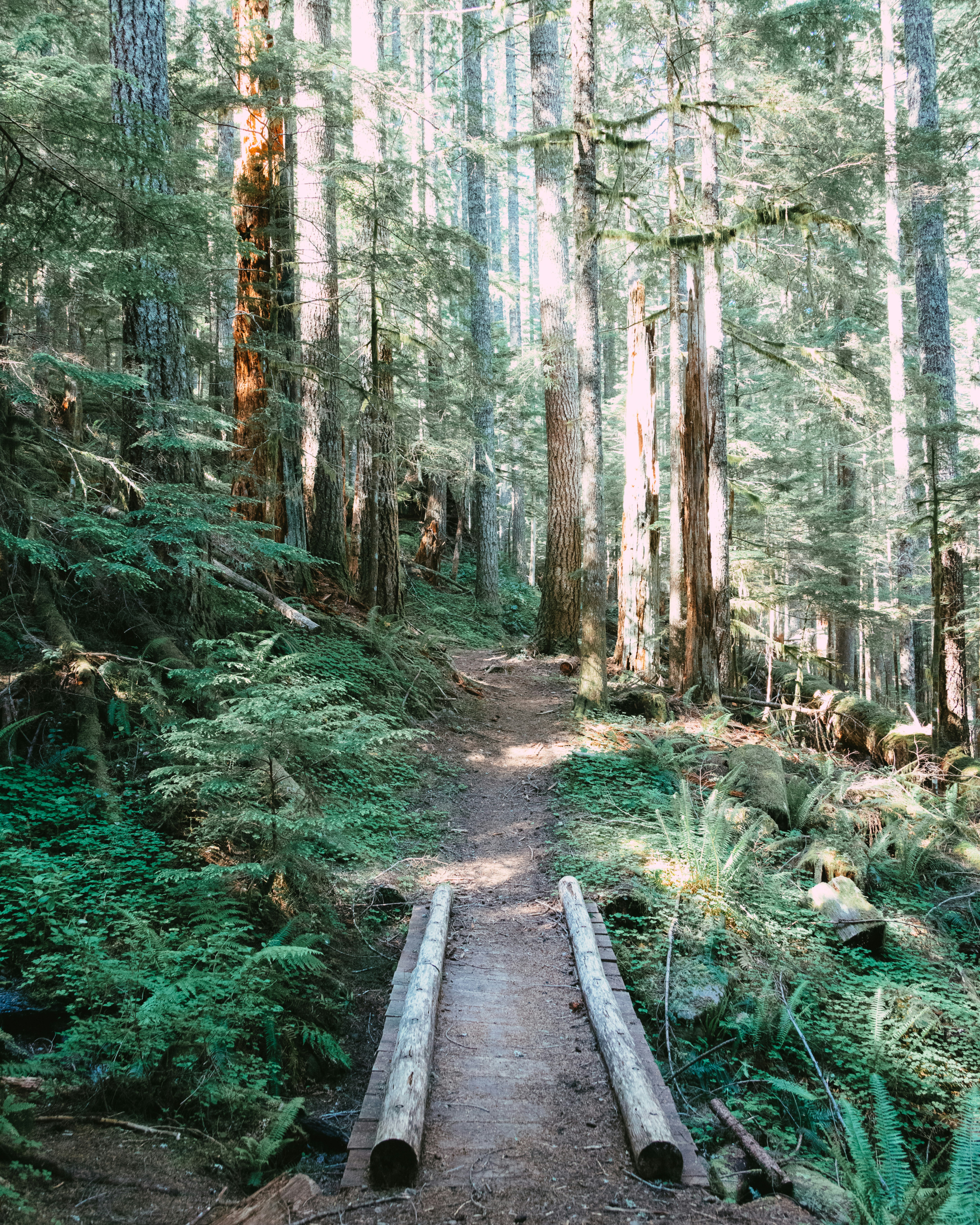 brown wooden bridge in the woods